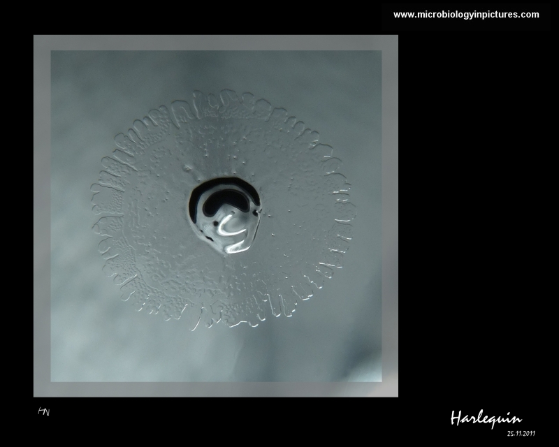 Harlequin bacterial colony